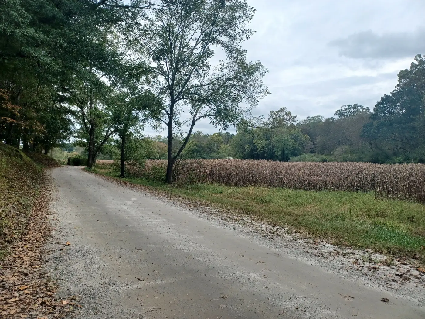 A dirt road running alongside a cornfield under an overcast sky, lined with trees.