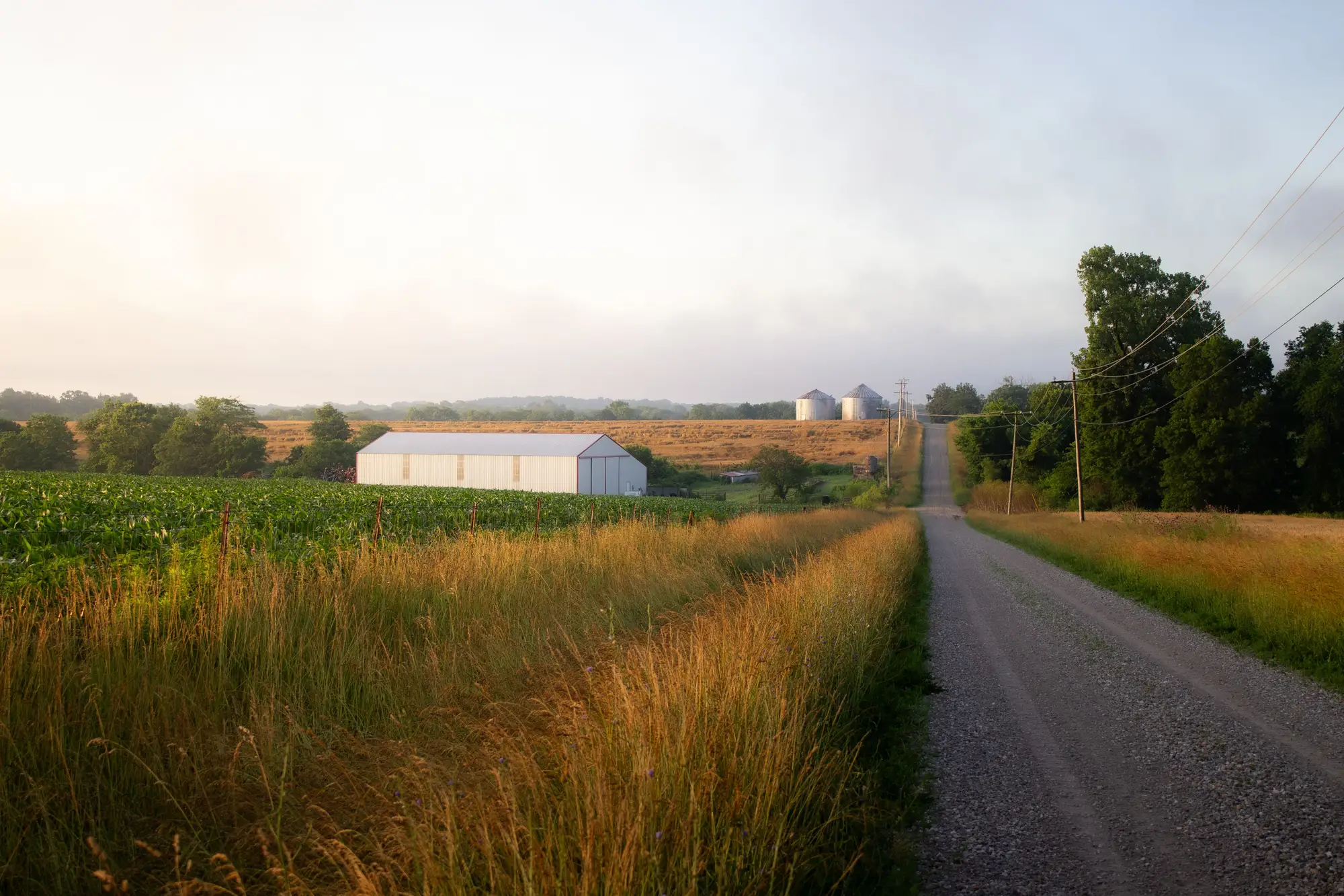 A gravel county road at first light, running past a cornfield, a white machine shed and two grain bins