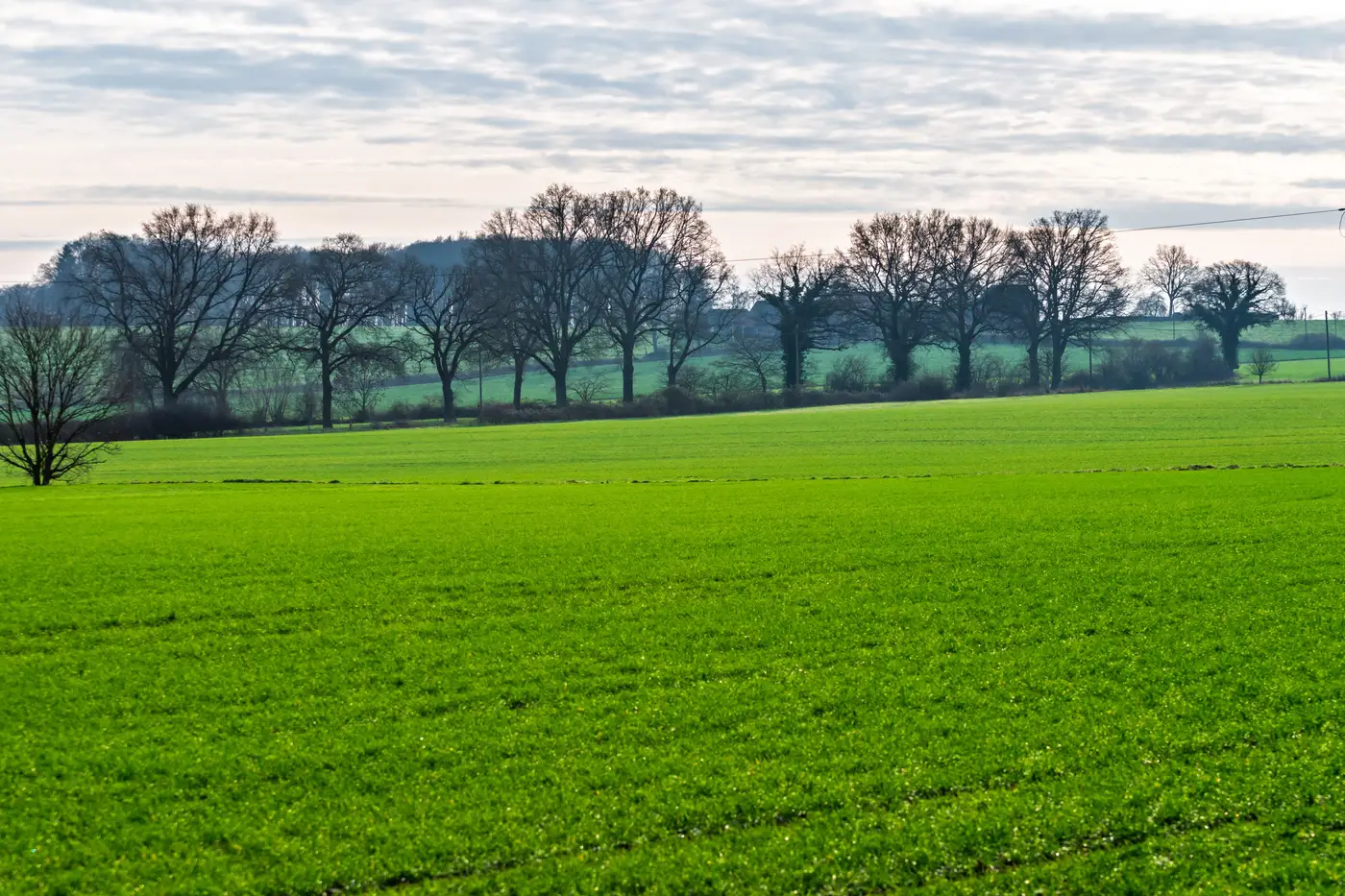 An empty green field bordered by a line of bare trees under a cloudy sky.